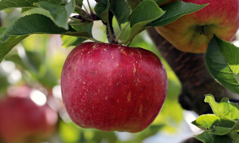 Apple Cinnamon